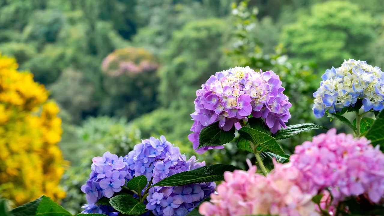 este-segredo-de-jardinagem-esta-tornando-os-jardins-mais-coloridos