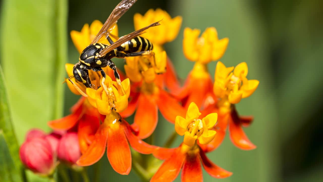 conheca-a-flor-simples-que-ouve-as-vespas-e-deixa-o-jardim-protegido