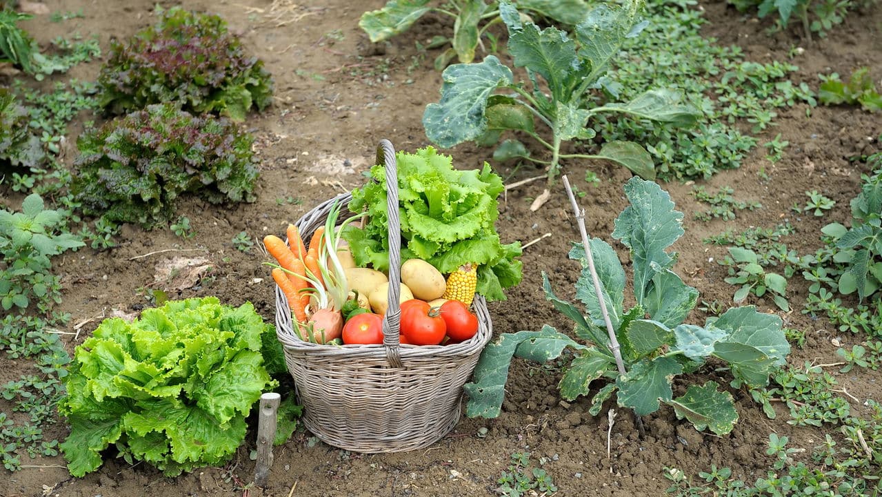 cozinha-ao-ar-livre-com-jardim-se-tornou-a-maior-tendencia-do-jardim